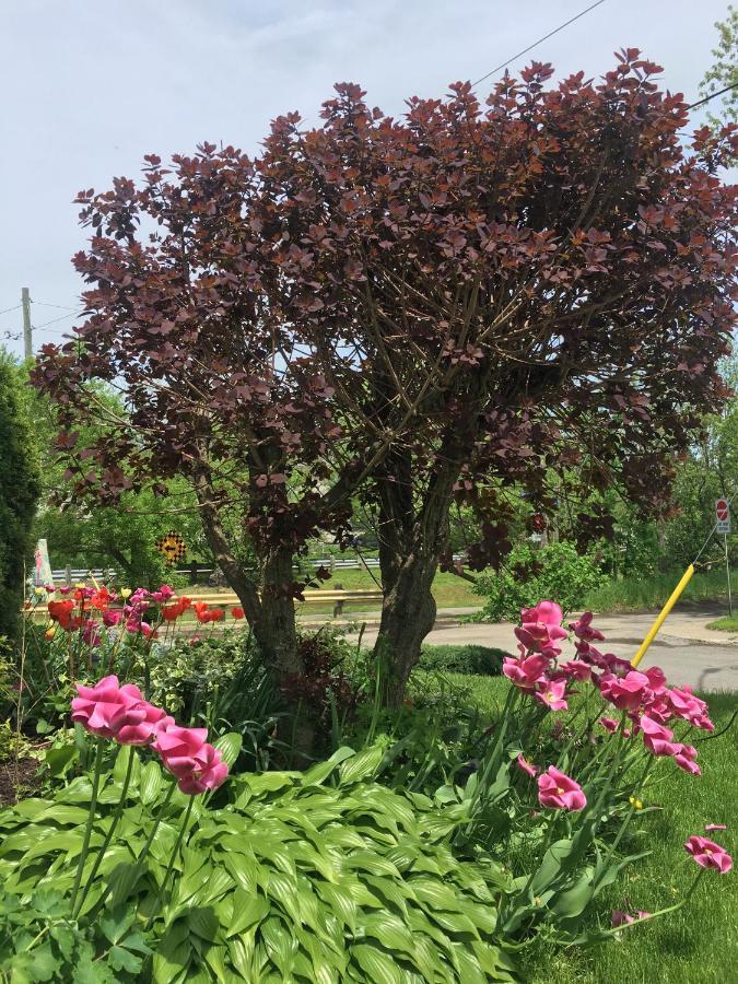 Strathaird Bed And Breakfast Niagara Falls Exteriör bild